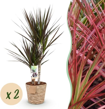 Plantenboetiek.nl | Green is... Dracaena Magenta - Drakenbloedboom - Weinig onderhoud - met mand - Groen - 2 Planten - Ø17cm - 70-80cm hoog - Kamerplant - Groenblijvend