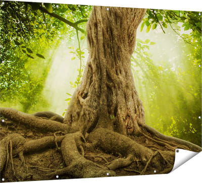 Gards Tuinposter Grote Boom in het Bos met Wortels - 160x120 cm - Tuindoek - Tuindecoratie - Wanddecoratie buiten - Tuinschilderij