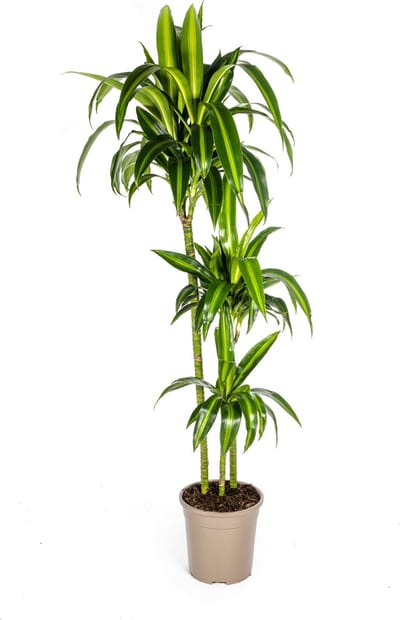 Plantenboetiek.nl | Dracaena Deremensis Hawaiian Sunshine - Ø24cm - 130-140cm hoog - Kamerplant - Groenblijvend