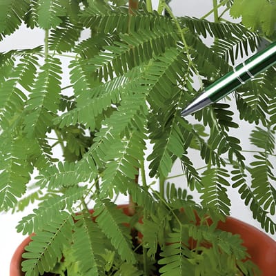 2 sets - Kruidje-Roer-Me-Niet Zaden Mimosa Pudica Meerjarig