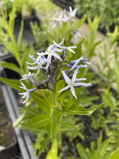 6 x Amsonia tabernae montana  - Stermaagdenpalm - P9 Pot (9 x 9cm) - Dima Vaste Planten