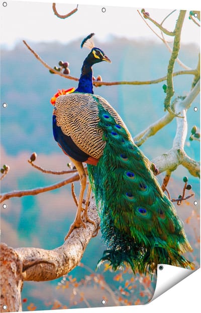 Gards Tuinposter Pauw in de Bomen - 90x120 cm - Tuindoek - Tuindecoratie - Wanddecoratie buiten - Tuinschilderij