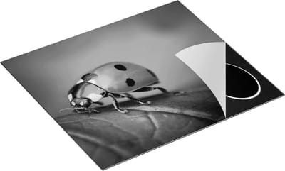 Chefcare Inductie Beschermer Lieveheersbeestje op een Groen Blad - Zwart Wit - 60x50 cm - Afdekplaat Inductie - Kookplaat Beschermer - Inductie Mat