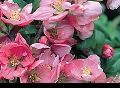 Chaenomeles sup. 'Pink Lady' - Sierkwee 30- 40 cm in pot