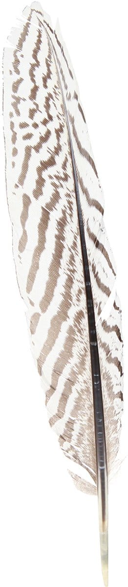 Fazantenveren voor knutselen bruin beige naturel 20cm 20st, 20 Stück