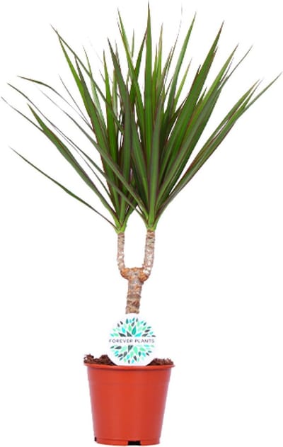 Plantenboetiek.nl | Dracaena Marginata - Ø14cm - 45-55cm hoog - Kamerplant - Groenblijvend