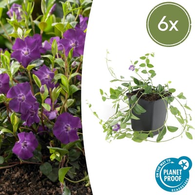 Set van 6 Kleine Maagdenpalm - Vinca Minor Atropurpurea paars hoogte 15cm potmaat 9cm