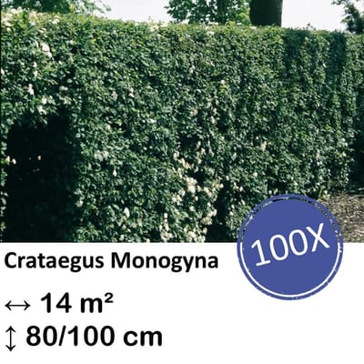 Green Harmony| Crataegus Monogyna - Kale wortel