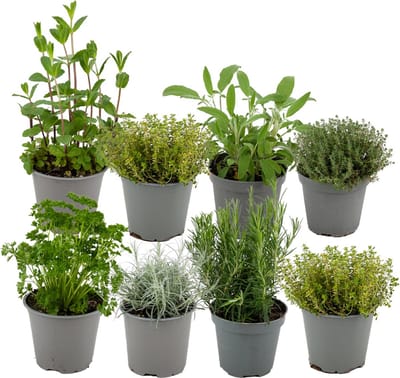 ZynesFlora Italiaanse Kruidenmix - 8 Stuks - Ø 12 cm - Hoogte: 12-15 cm - Tuinkruiden Rozemarijn Thym Lavendel Bonenkruid Salie Oregano Kruidentuin
