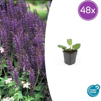 Tuinplantenshop.com | Salvia nem. 'Mainacht' | 48 stuks - Ø9cm - 10-25cm hoog - Tuinplant