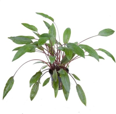 Moerings Cryptocoryne Petchii | Fazanteveertje | in 5 cm pot