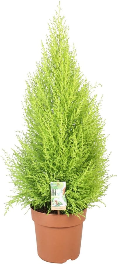 Plantenboetiek.nl | Cupressus Goldcrest Wilma - Ø21cm - 80-90cm hoog - Kamerplant - Groenblijvend