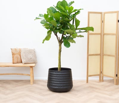 Ficus Lyrata boom XXL - 210 cm
