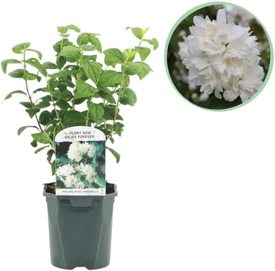 Plantenboetiek.nl | Boerenjasmijn - Philadelphus Snowbelle - Bloem Wit - Bladverliezend - Weinig Onderhoud - Ø18cm - 30-40cm hoog - Tuinplant