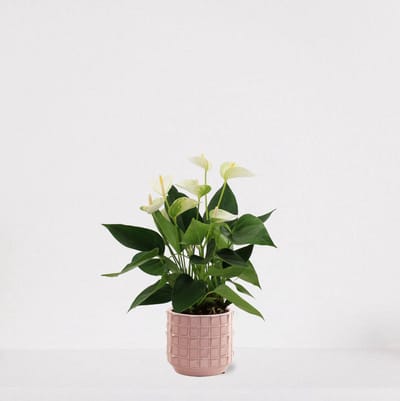 Anthurium Wit in sierpot Janneke roze – bloeiende kamerplant – flamingoplant – 40-50cm - Ø13 – geleverd met plantenpot – vers uit de kwekerij