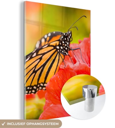 MuchoWow® Glasschilderij 30x40 cm - Schilderij acrylglas - Bloemen - Vlinders - Monarch - Foto op glas - Schilderijen