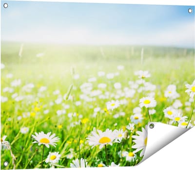 Gards Tuinposter Bloemenveld van Madeliefjes - Bloemen - 80x60 cm - Tuindoek - Tuindecoratie - Wanddecoratie buiten - Tuinschilderij