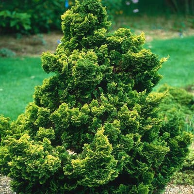 Chamaecyparis Obtusa 'Nana Gracilis' - Japanse dwergcypres 25-30 cm pot