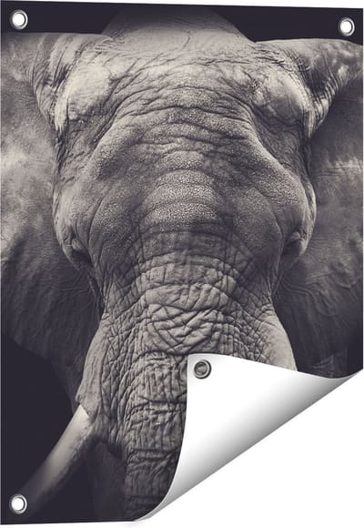 Gards Tuinposter Olifantenkop - Olifant - Zwart Wit - 40x50 cm - Tuindoek - Tuindecoratie - Wanddecoratie buiten - Tuinschilderij
