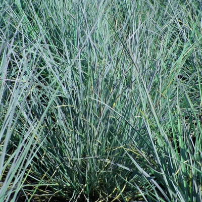 6x Schizachyrium scoparium 'Prairie Blues' Pot 9x9cm - Siergras voor tuin en border