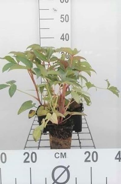 6x Nieskruid - Helleborus argutifolius | 9x9 cm pot