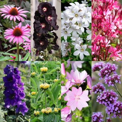 Plantenboetiek.nl | Borderpakket - Bijen en vlinderlokkend - Diversen - Soorten en kleuren - 6 Planten - Ø11cm - 20-50cm hoog - Tuinplant