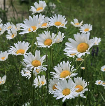 Prachtmargriet (Leucanthemum Superbum) - Margriet Silberprinzessche - Bijen-Vlinders - Vaste planten - bloeit in Juli / Augustus