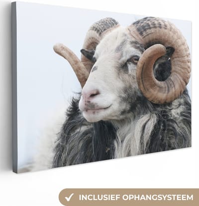 Canvas Schilderij Schaap - Hoorn - Dieren - 90x60 cm - Wanddecoratie
