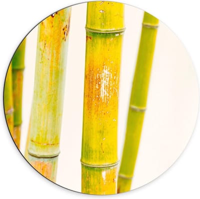 Dibond Wandcirkel - Groene Bamboe Stokken - 70x70cm Foto op Aluminium Wandcirkel (met ophangsysteem)