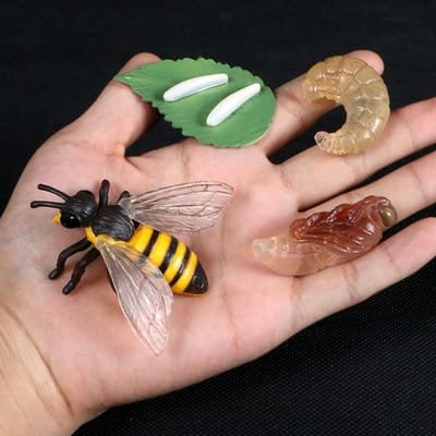Insecten Dieren Lesmateriaal Plastic Modellen Spinnen Groeicyclus Model Levenscyclus Figuur Speelgoed Dieren Actiefiguren