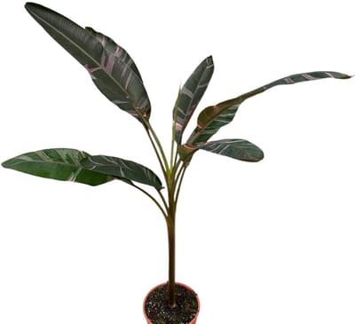 Musa nono - Kamerplant - Potmaat Ø27 cm