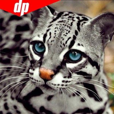 5d Doe-het-zelf Diamant  Groot Oog Luipaard  Patroon Kruissteek Diamant Schilderen Dierlijke Borduurkunst 30x30 black