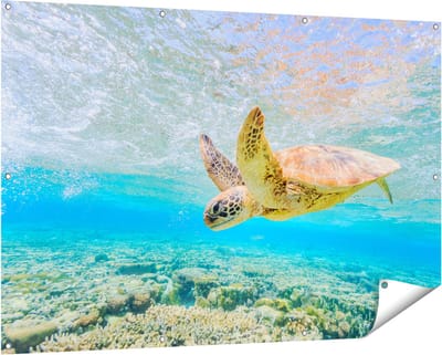 Gards Tuinposter Schildpad Zwemt in de Zee bij het Rif - 150x100 cm - Tuindoek - Tuindecoratie - Wanddecoratie buiten - Tuinschilderij