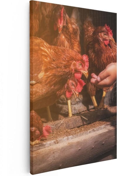 Artaza Canvas Schilderij Kip Voeren - 20x30 cm - Klein - Muurdecoratie Landschap - Wanddecoratie Boerderijdieren - Kamer Accessoires Natuur