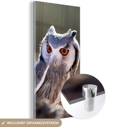 MuchoWow® Glasschilderij 20x40 cm - Schilderij acrylglas - Uil - Macro - Dier - Foto op glas - Schilderijen