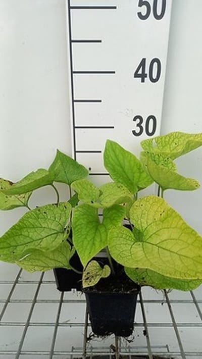 6x Kaukasische vergeet-mij-nietje - Brunnera macr. 'Dianes Gold' | 9x9 cm pot