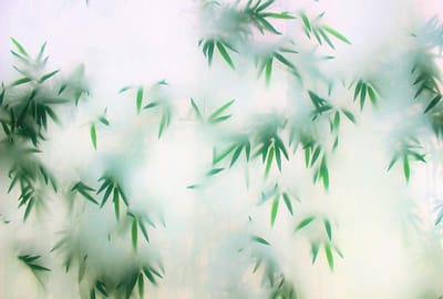Fotobehang pandaparadise3 DD122048 Livingwalls Walls by Patel 3 Groen Wit Vlies 270 x 400 cm (4 delen) Fotobehang