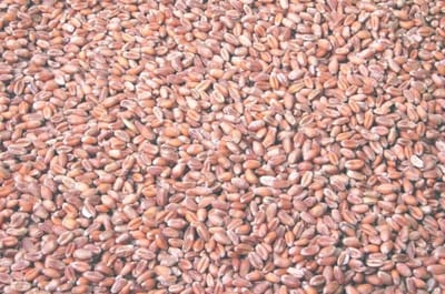 Wielink Tarwe duif 25KG