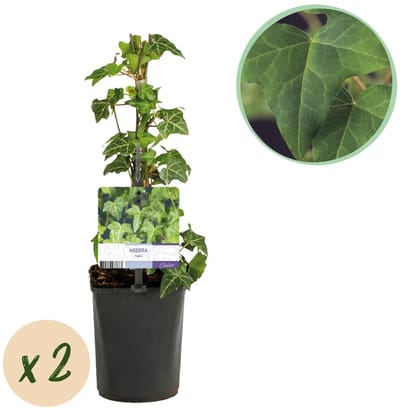 Green boutiQ - Klimplant - Hedera helix - Blad groen - Groenblijvend - 2 planten - Pot 11cm Hoogte 40cm