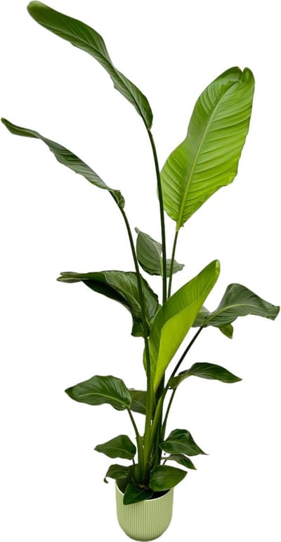 Plantenboetiek.nl | Strelitzia Nicolai inclusief elho Vibes Fold Round groen - Ø18cm - 120-130cm hoog - Kamerplant - Complete set - Plant met pot