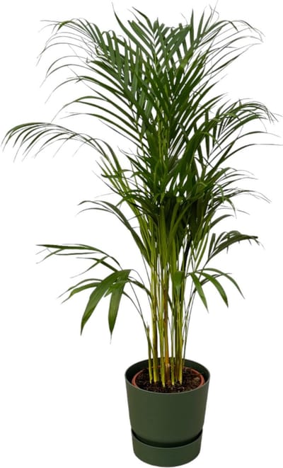 Plantenboetiek.nl | Areca palm inclusief elho Greenville Round groen - Ø21cm - 100-110cm hoog - Kamerplant - Complete set - Plant met pot