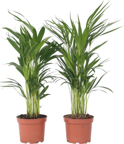 Dypsis Lutescens - Set van 4 - Areca - Goudpalm - Luchtzuiverende groene kamerplant - Pot 17cm - Hoogte 60-70cm