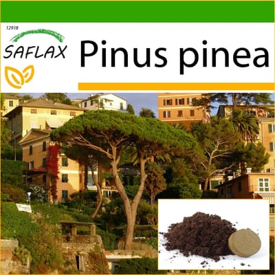 SAFLAX - Stone Pine - 6 zaden - Met potgrond voor een betere teelt - Pinus pinea