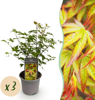 Green boutiQ - Tuinplant - Acer palmatum Little Princess - Groen - 3 Planten - Bladverliezend - Weinig Onderhoud - Pot 12cm Hoogte 35cm