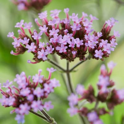 IJzerhard (Verbena Bonariensis) - 6x - Lollipop - Verbena - Vaste planten - Bijen-Vlinders - Snijbloemen - Zomerbollen