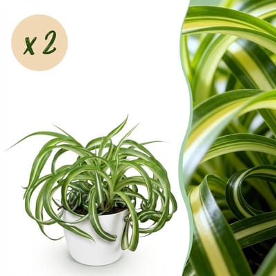 Plantenboetiek.nl | Chlorophytum comosum Bonnie - Krullende Graslelie - Huisdiervriendelijke Plant - Groen - 2 Planten - met Potter Wit - Ø12cm - 20cm hoog - Kamerplant - Arrangement - Plant met pot