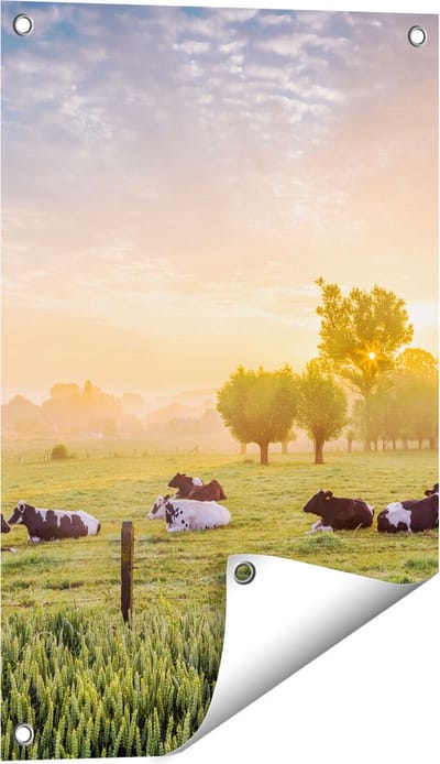 Gards Tuinposter Koeien in de Wei tijdens Zonsopgang - 40x60 cm - Tuindoek - Tuindecoratie - Wanddecoratie buiten - Tuinschilderij