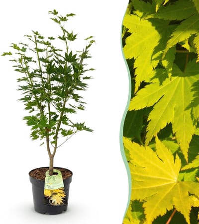 Green boutiQ - Tuinplant - Acer palmatum Jordan - Japanse Esdoorn - Bladverliezend - Geel - 1 - Pot 26cm - Hoogte 90cm