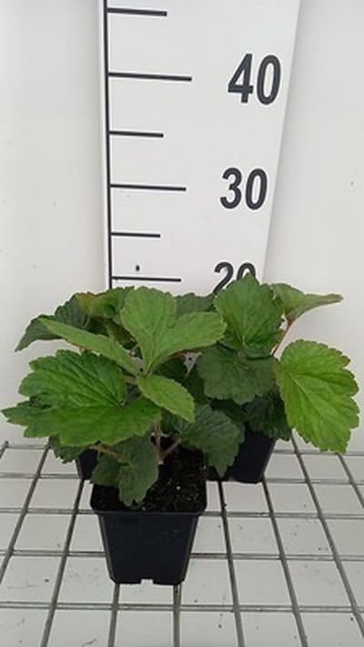 6x Kijkblad - Rodgersia hybr. 'Bronze Peacock' | 9x9 cm pot