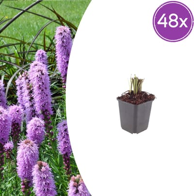Tuinplantenshop.com | Liatris spicata | 48 stuks - Ø9cm - 10-25cm hoog - Tuinplant